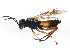  ( - BIOUG01032-A02)  @13 [ ] CreativeCommons - Attribution (2011) CBG Photography Group Centre for Biodiversity Genomics