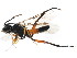  ( - BIOUG01032-A03)  @13 [ ] CreativeCommons - Attribution (2011) CBG Photography Group Centre for Biodiversity Genomics