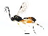  ( - BIOUG01032-F10)  @13 [ ] CreativeCommons - Attribution (2011) CBG Photography Group Centre for Biodiversity Genomics