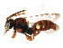  ( - BIOUG01032-G08)  @15 [ ] CreativeCommons - Attribution (2011) CBG Photography Group Centre for Biodiversity Genomics