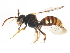  (Nomada sp. 1 - BIOUG01033-H06)  @15 [ ] CreativeCommons - Attribution (2011) CBG Photography Group Centre for Biodiversity Genomics