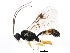  (Hypamblys albopictus - BIOUG01034-C04)  @14 [ ] CreativeCommons - Attribution (2011) CBG Photography Group Centre for Biodiversity Genomics