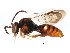  ( - BIOUG01034-G10)  @15 [ ] CreativeCommons - Attribution (2011) CBG Photography Group Centre for Biodiversity Genomics