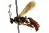  ( - BIOUG01023-A04)  @14 [ ] CreativeCommons - Attribution (2011) CBG Photography Group Centre for Biodiversity Genomics