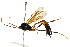  ( - BIOUG01023-A12)  @14 [ ] CreativeCommons - Attribution (2011) CBG Photography Group Centre for Biodiversity Genomics