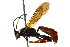  ( - BIOUG01023-B01)  @14 [ ] CreativeCommons - Attribution (2011) CBG Photography Group Centre for Biodiversity Genomics
