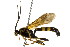  ( - BIOUG01023-F02)  @14 [ ] CreativeCommons - Attribution (2011) CBG Photography Group Centre for Biodiversity Genomics