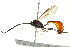  ( - BIOUG01023-G12)  @14 [ ] CreativeCommons - Attribution (2011) CBG Photography Group Centre for Biodiversity Genomics