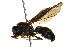  (Ancistrocerus unifasciatus - BIOUG01023-H03)  @15 [ ] CreativeCommons - Attribution (2011) CBG Photography Group Centre for Biodiversity Genomics