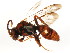 ( - BIOUG01036-H02)  @15 [ ] CreativeCommons - Attribution (2011) CBG Photography Group Centre for Biodiversity Genomics
