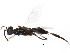  ( - BIOUG01037-A03)  @12 [ ] CreativeCommons - Attribution (2011) CBG Photography Group Centre for Biodiversity Genomics