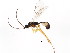  (Megastylus JFT01 - BIOUG01037-A11)  @13 [ ] CreativeCommons - Attribution (2011) CBG Photography Group Centre for Biodiversity Genomics