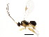  ( - BIOUG01037-B03)  @12 [ ] CreativeCommons - Attribution (2011) CBG Photography Group Centre for Biodiversity Genomics