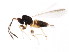  ( - BIOUG01037-C09)  @12 [ ] CreativeCommons - Attribution (2011) CBG Photography Group Centre for Biodiversity Genomics