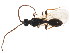  ( - BIOUG01037-F10)  @13 [ ] CreativeCommons - Attribution (2011) CBG Photography Group Centre for Biodiversity Genomics
