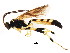  ( - BIOUG01048-B07)  @14 [ ] CreativeCommons - Attribution (2011) CBG Photography Group Centre for Biodiversity Genomics
