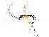  ( - BIOUG01048-G10)  @13 [ ] CreativeCommons - Attribution (2011) CBG Photography Group Centre for Biodiversity Genomics