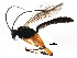  ( - BIOUG01076-A04)  @13 [ ] CreativeCommons - Attribution (2011) CBG Photography Group Centre for Biodiversity Genomics
