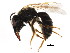  ( - BIOUG01076-D05)  @14 [ ] CreativeCommons - Attribution (2011) CBG Photography Group Centre for Biodiversity Genomics