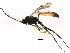  (Aritranis director - BIOUG01076-F11)  @15 [ ] CreativeCommons - Attribution (2011) CBG Photography Group Centre for Biodiversity Genomics