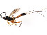  ( - BIOUG01076-F12)  @14 [ ] CreativeCommons - Attribution (2011) CBG Photography Group Centre for Biodiversity Genomics