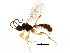  ( - BIOUG01077-B04)  @13 [ ] CreativeCommons - Attribution (2011) CBG Photography Group Centre for Biodiversity Genomics