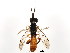  ( - BIOUG01082-E11)  @12 [ ] CreativeCommons - Attribution (2011) CBG Photography Group Centre for Biodiversity Genomics