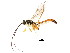  ( - BIOUG01093-A03)  @14 [ ] CreativeCommons - Attribution (2011) CBG Photography Group Centre for Biodiversity Genomics
