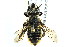  ( - BIOUG01081-B09)  @11 [ ] CreativeCommons - Attribution (2011) CBG Photography Group Centre for Biodiversity Genomics