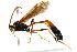  ( - BIOUG01081-B12)  @14 [ ] CreativeCommons - Attribution (2011) CBG Photography Group Centre for Biodiversity Genomics