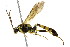  (Ichneumon - BIOUG01081-F02)  @16 [ ] CreativeCommons - Attribution (2011) CBG Photography Group Centre for Biodiversity Genomics