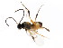  ( - BIOUG01088-C01)  @12 [ ] CreativeCommons - Attribution (2011) CBG Photography Group Centre for Biodiversity Genomics