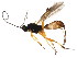 (Neothlipsis - BIOUG01088-D06)  @14 [ ] CreativeCommons - Attribution (2011) CBG Photography Group Centre for Biodiversity Genomics