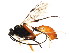  (Echthronomas ochreofrons - BIOUG01113-C02)  @14 [ ] CreativeCommons - Attribution (2011) CBG Photography Group Centre for Biodiversity Genomics