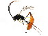  ( - BIOUG01113-F03)  @13 [ ] CreativeCommons - Attribution (2011) CBG Photography Group Centre for Biodiversity Genomics