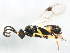  ( - BIOUG01115-G01)  @13 [ ] CreativeCommons - Attribution (2011) CBG Photography Group Centre for Biodiversity Genomics
