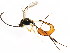  ( - BIOUG01149-A07)  @13 [ ] CreativeCommons - Attribution (2011) CBG Photography Group Centre for Biodiversity Genomics