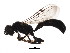  ( - BIOUG01258-C12)  @13 [ ] CreativeCommons - Attribution (2011) CBG Photography Group Centre for Biodiversity Genomics