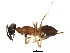  ( - BIOUG01258-G04)  @13 [ ] CreativeCommons - Attribution (2011) CBG Photography Group Centre for Biodiversity Genomics
