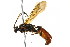 (Ichneumon memorator - BIOUG01282-D04)  @14 [ ] CreativeCommons - Attribution (2012) CBG Photography Group Centre for Biodiversity Genomics