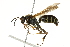  (Polistes fuscatus - BIOUG01282-E02)  @15 [ ] CreativeCommons - Attribution (2012) CBG Photography Group Centre for Biodiversity Genomics