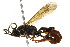  ( - BIOUG01282-F08)  @14 [ ] CreativeCommons - Attribution (2012) CBG Photography Group Centre for Biodiversity Genomics