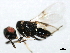  ( - BIOUG01280-H08)  @12 [ ] CreativeCommons - Attribution (2011) CBG Photography Group Centre for Biodiversity Genomics