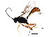  ( - BIOUG01281-B11)  @12 [ ] CreativeCommons - Attribution (2011) CBG Photography Group Centre for Biodiversity Genomics