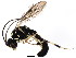  (Exenterus - BIOUG01281-E07)  @15 [ ] CreativeCommons - Attribution (2011) CBG Photography Group Centre for Biodiversity Genomics