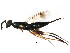  ( - BIOUG01281-F10)  @12 [ ] CreativeCommons - Attribution (2011) CBG Photography Group Centre for Biodiversity Genomics