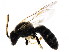  ( - BIOUG01281-G03)  @14 [ ] CreativeCommons - Attribution (2011) CBG Photography Group Centre for Biodiversity Genomics
