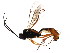  ( - BIOUG01283-H09)  @13 [ ] CreativeCommons - Attribution (2011) CBG Photography Group Centre for Biodiversity Genomics