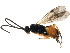  ( - BIOUG01291-B05)  @12 [ ] CreativeCommons - Attribution (2011) CBG Photography Group Centre for Biodiversity Genomics