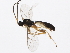  (Stenomacrus JFT17 - BIOUG01330-C04)  @14 [ ] CreativeCommons - Attribution (2012) CBG Photography Group Centre for Biodiversity Genomics